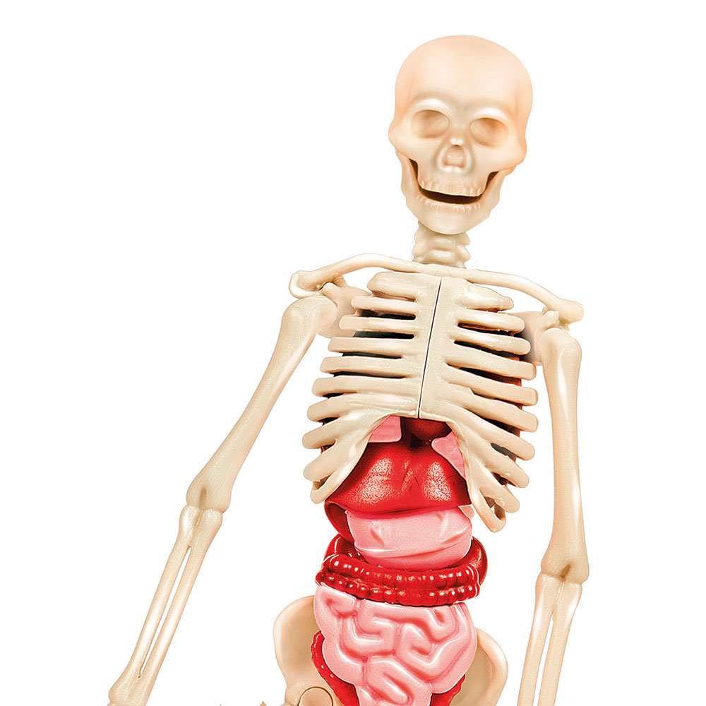 CLEMENTONİ 64297 PRIME SCOPERTE - CORPO UMANO MIN